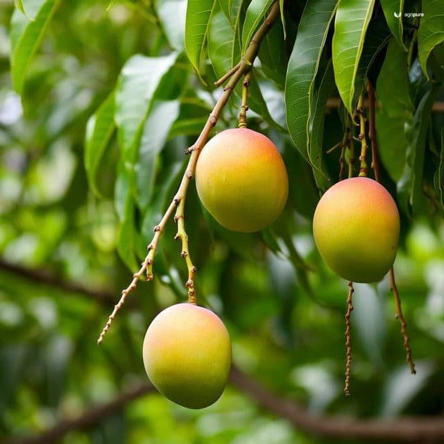 Mango — Totapuri (Bangalora) (Mangifera indica var. Totapuri)