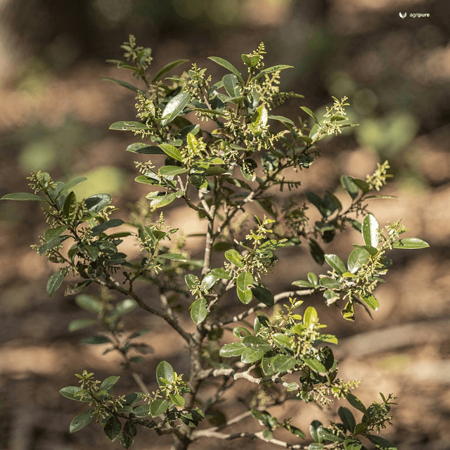 Mountain Sageretia (Sageretia thea)
