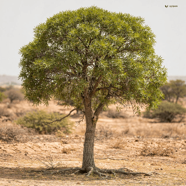 Toothbrush Tree (Mustard Tree) (Salvadora persica)