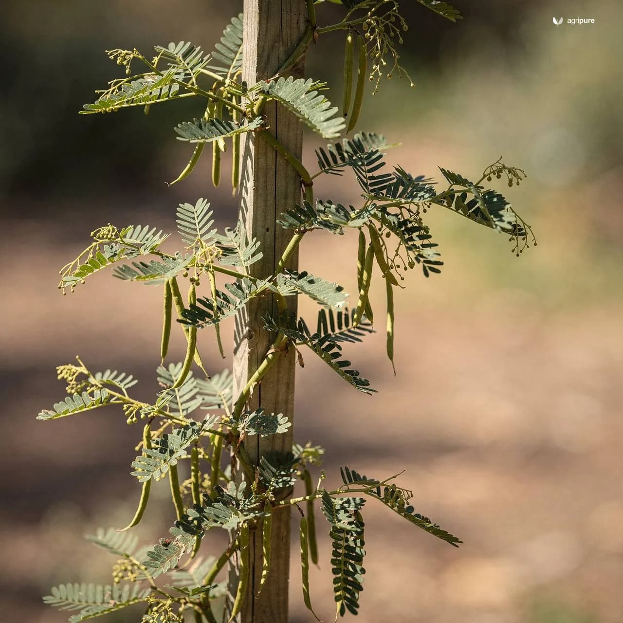 Climbing Wattle (Senegalia caesia)