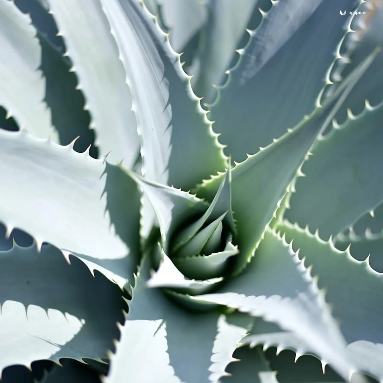Aloe Vera (Aloe vera)