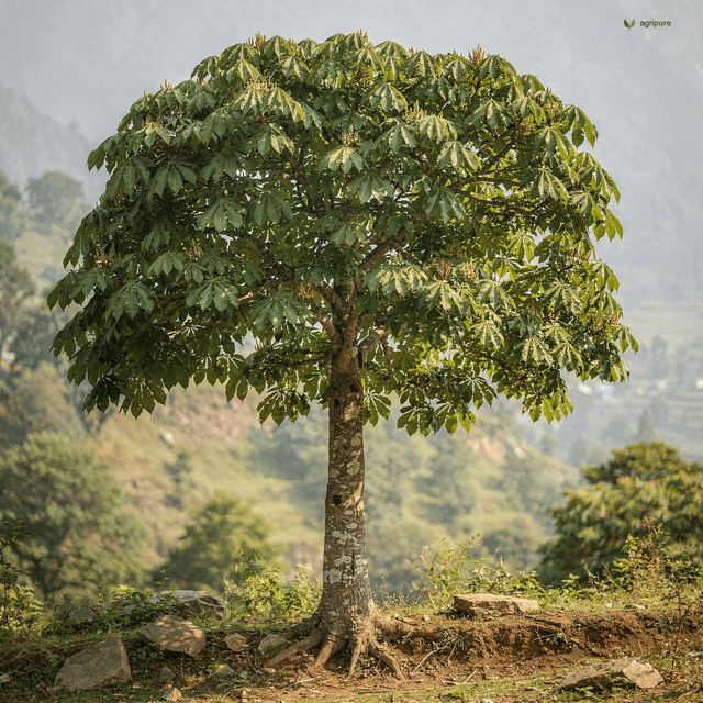 Indian Horse-Chestnut (Aesculus indica)