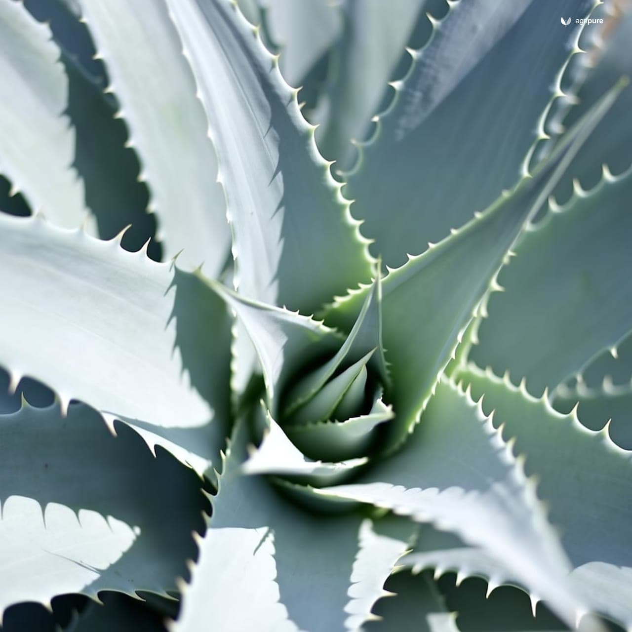 Aloe Vera (Aloe vera)