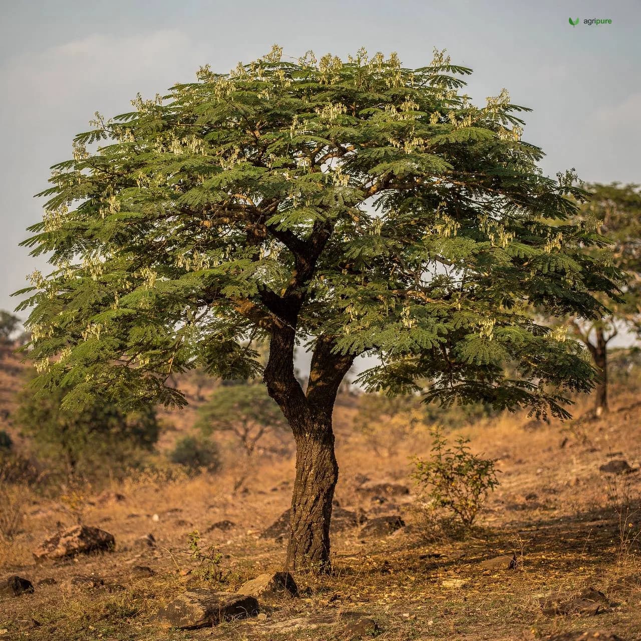 Khair (Catechu Acacia) (Senegalia catechu)