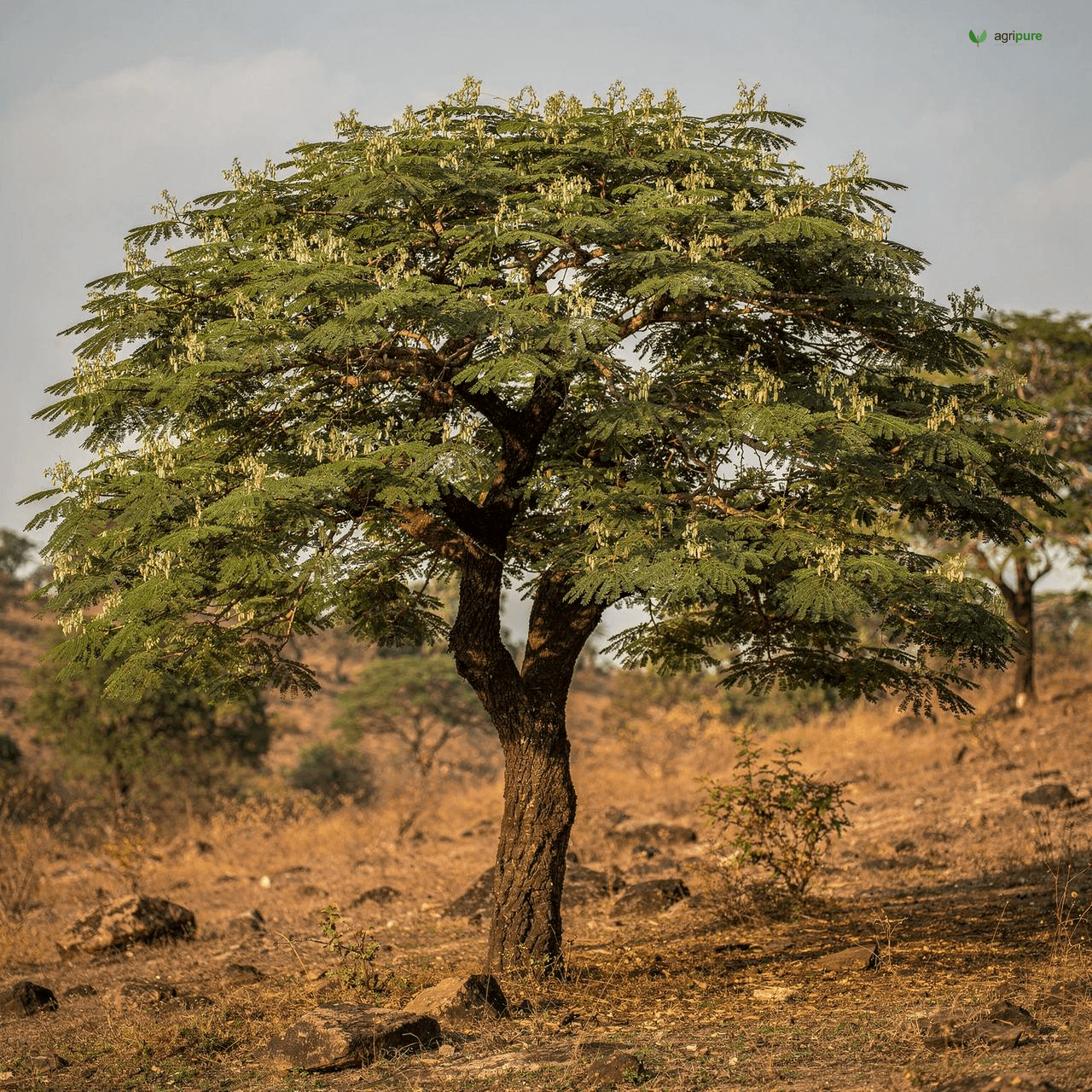 Khair (Catechu Acacia) (Senegalia catechu)