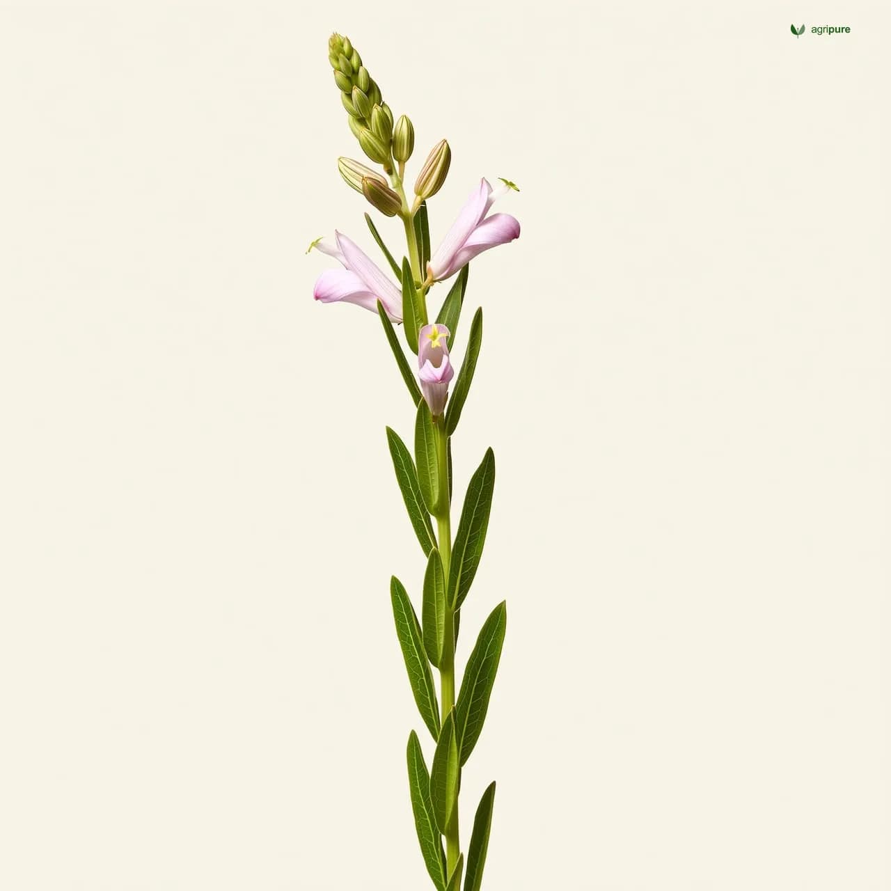 Alfalfa (Medicago sativa)