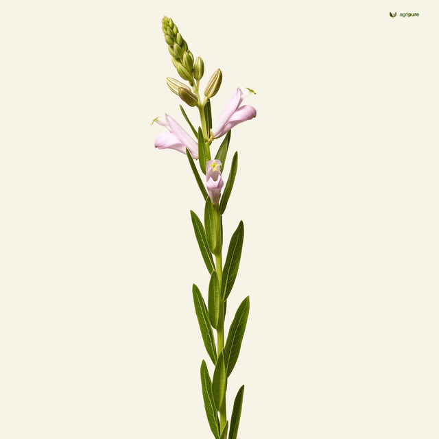 Sesame (Sesamum indicum)