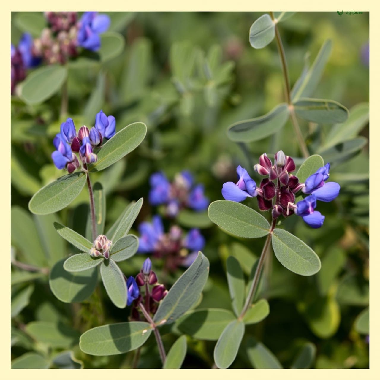 Alfalfa (Medicago sativa)