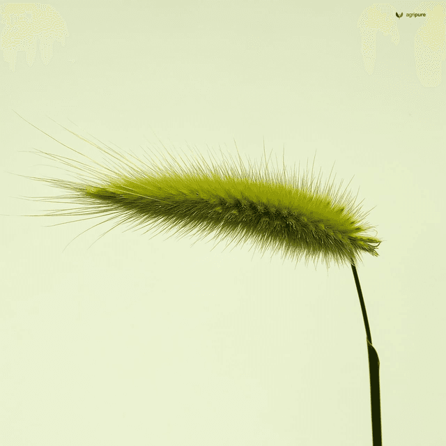 Foxtail Millet (Setaria italica)