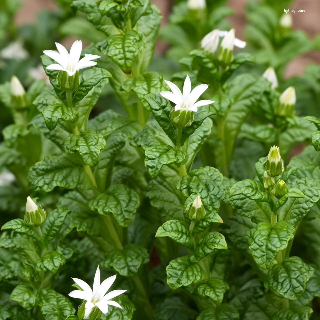 Lemon Balm (Melissa officinalis)