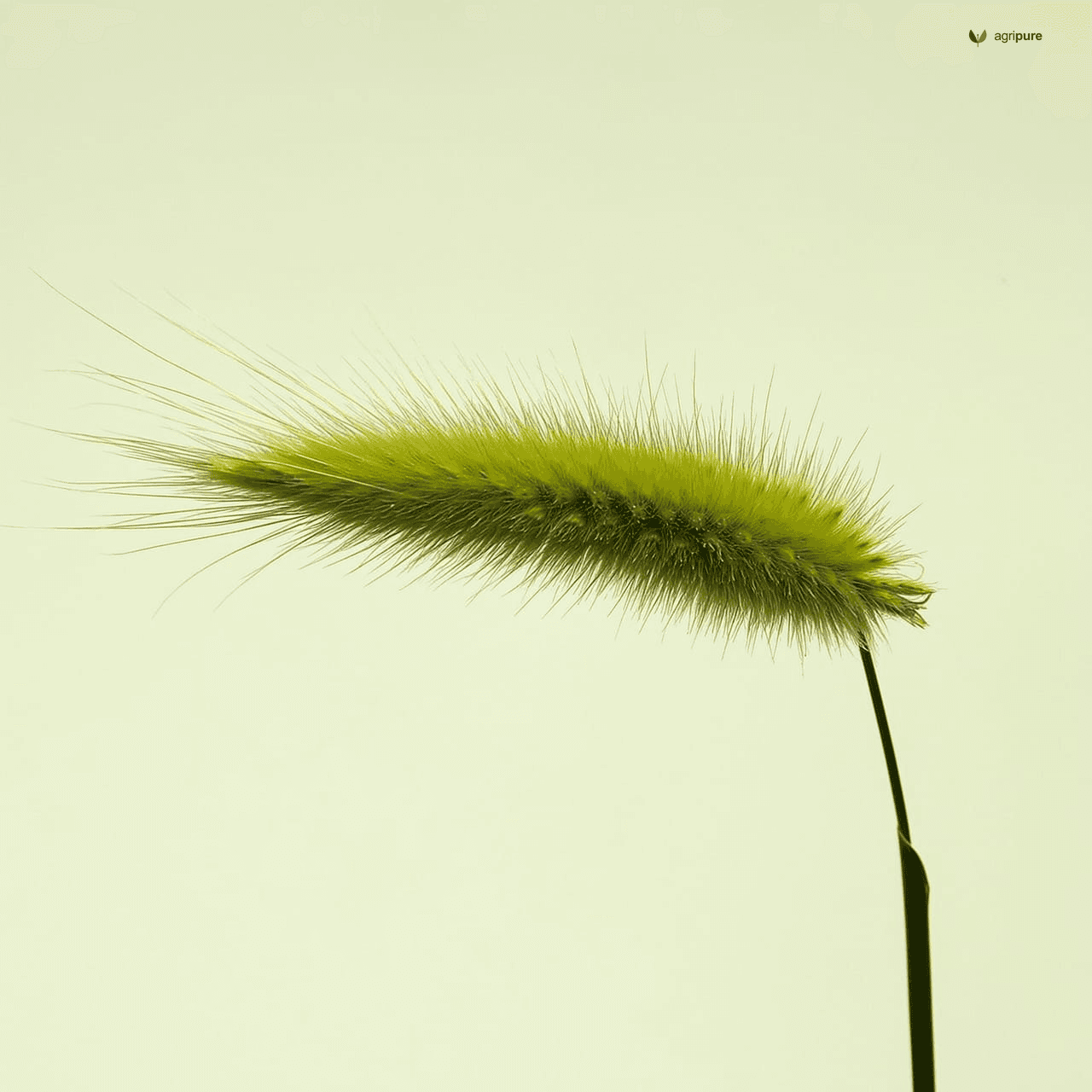 Foxtail Millet (Setaria italica)
