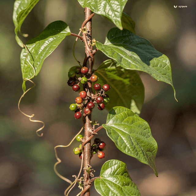 Sarsaparilla Greenbrier (Smilax aspera)