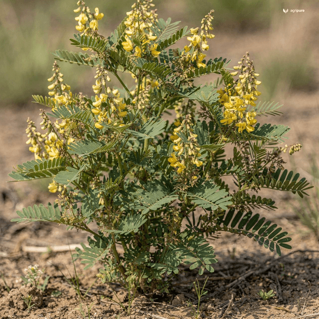 Soft Sophora (Sophora mollis)