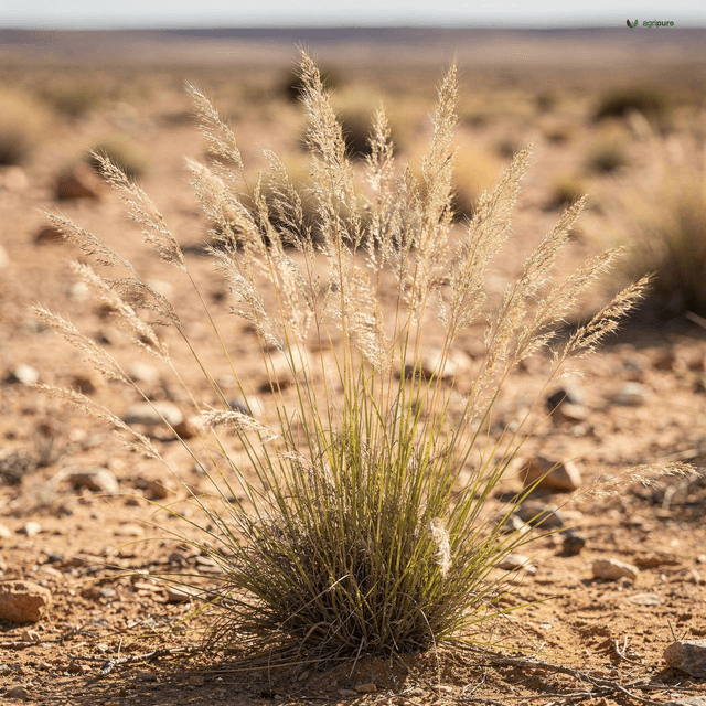Feather Speargrass (Bushman Grass) (Stipagrostis plumosa)