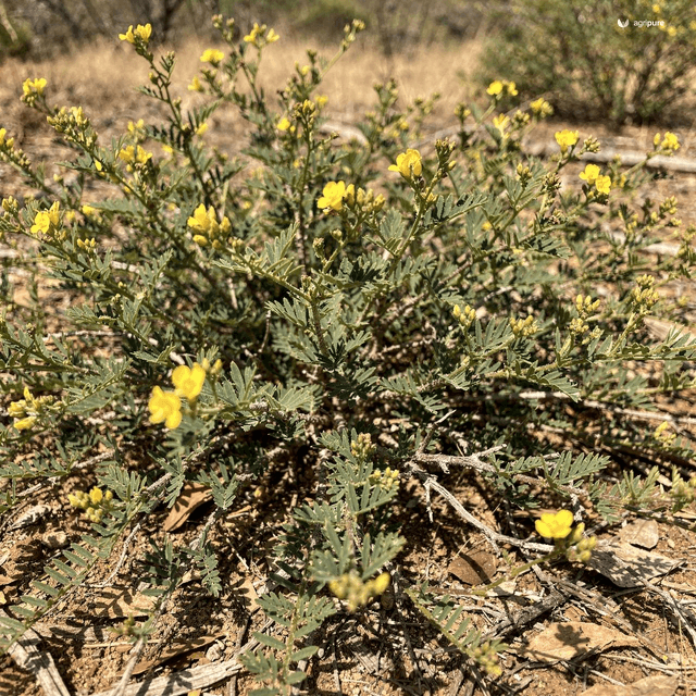 Shrubby Pencil Flower (Wild Stylo) (Stylosanthes fruticosa)