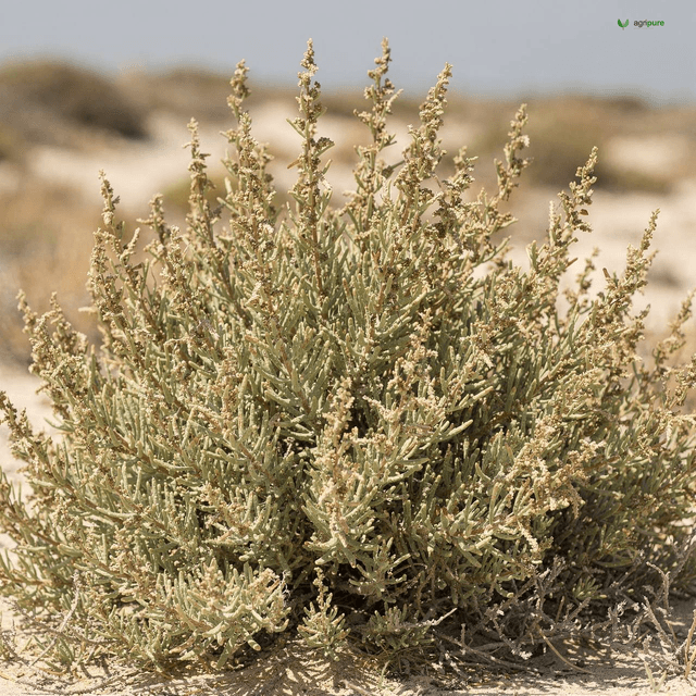 Shrubby Sea-Blite (Suaeda fruticosa)