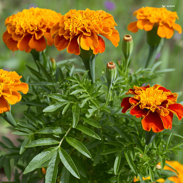 Marigold (Tagetes erecta)