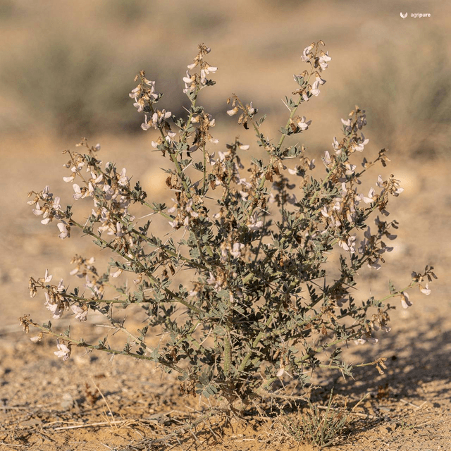 Camel Thorn (Alhagi maurorum)