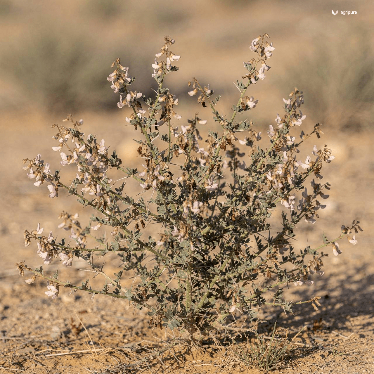 Camel Thorn (Alhagi maurorum)