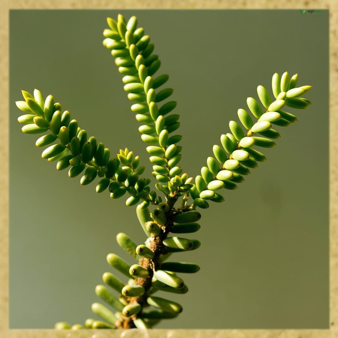 Curry Leaf (Murraya koenigii)