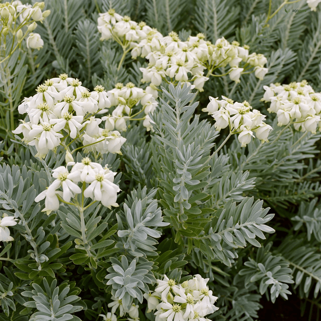 White Tephrosia (Tephrosia candida)