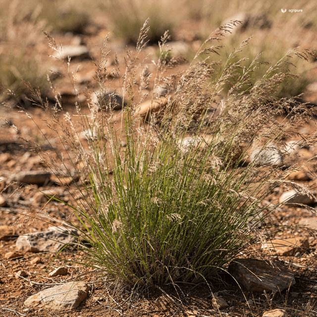 Anatherum Grass (Themeda anathera)