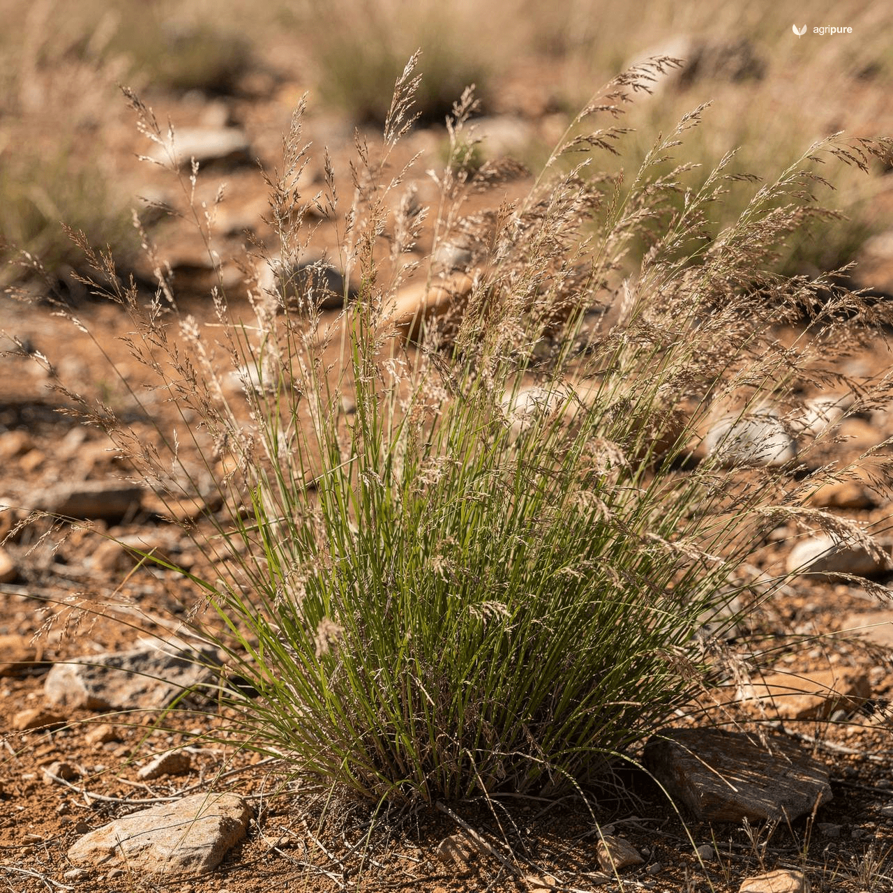 Anatherum Grass (Themeda anathera)
