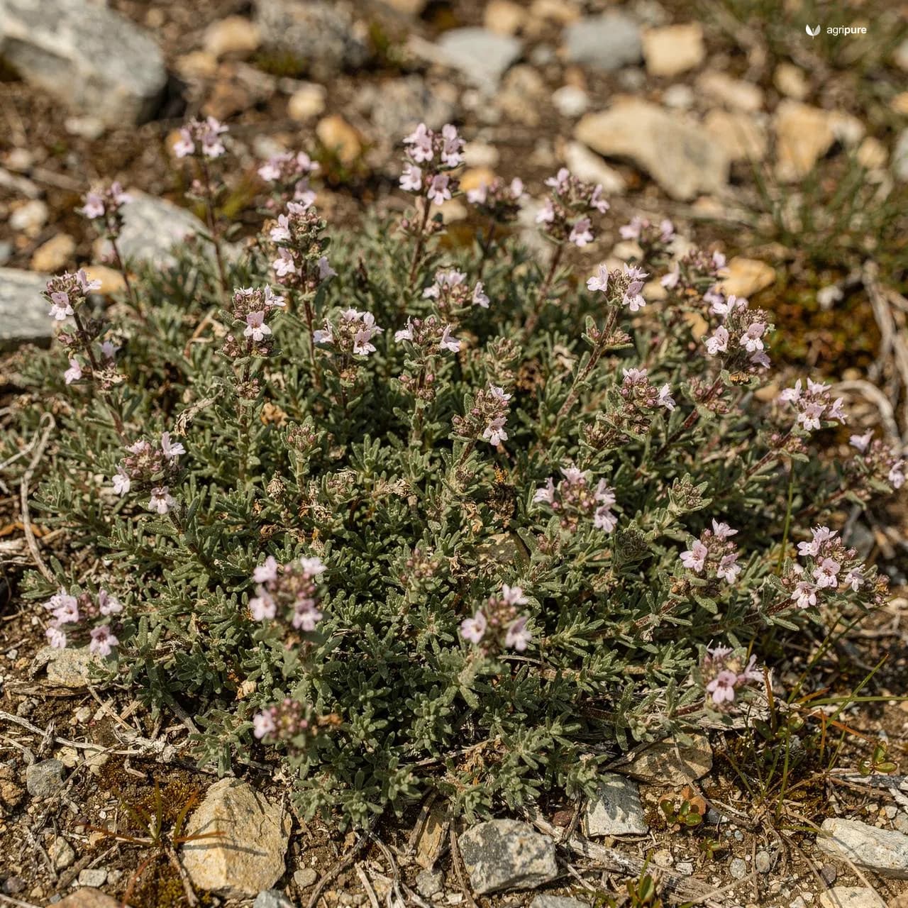 olea-europaea