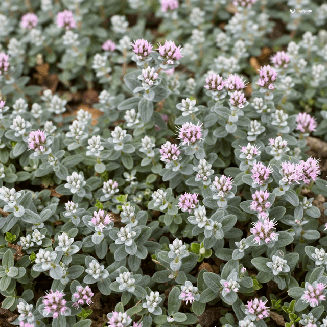 Thyme (Thymus vulgaris)