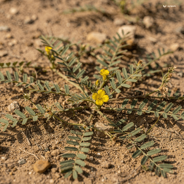 Puncture Vine (Caltrop) (Tribulus terrestris)
