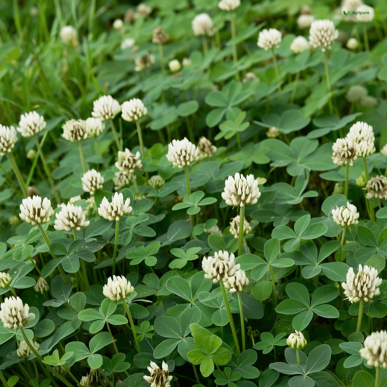 Berseem Clover (Trifolium alexandrinum)