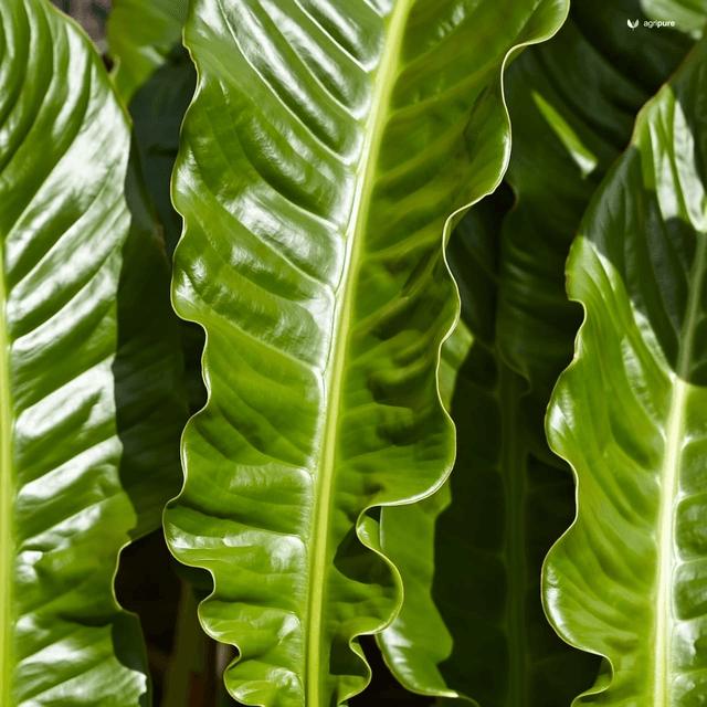 Giant Taro (Alocasia macrorrhizos)
