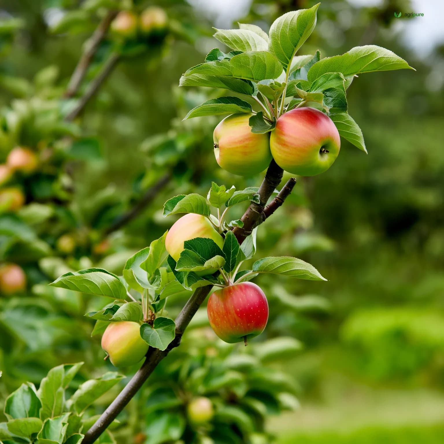 Apple — Fuji (Malus domestica cv. Fuji)