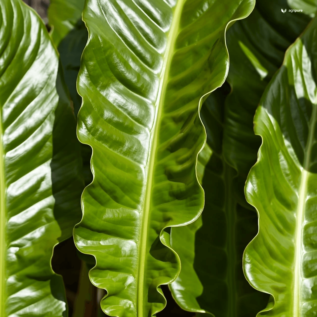 Giant Taro (Alocasia macrorrhizos)