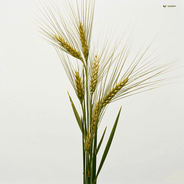 Wheat (Triticum aestivum)