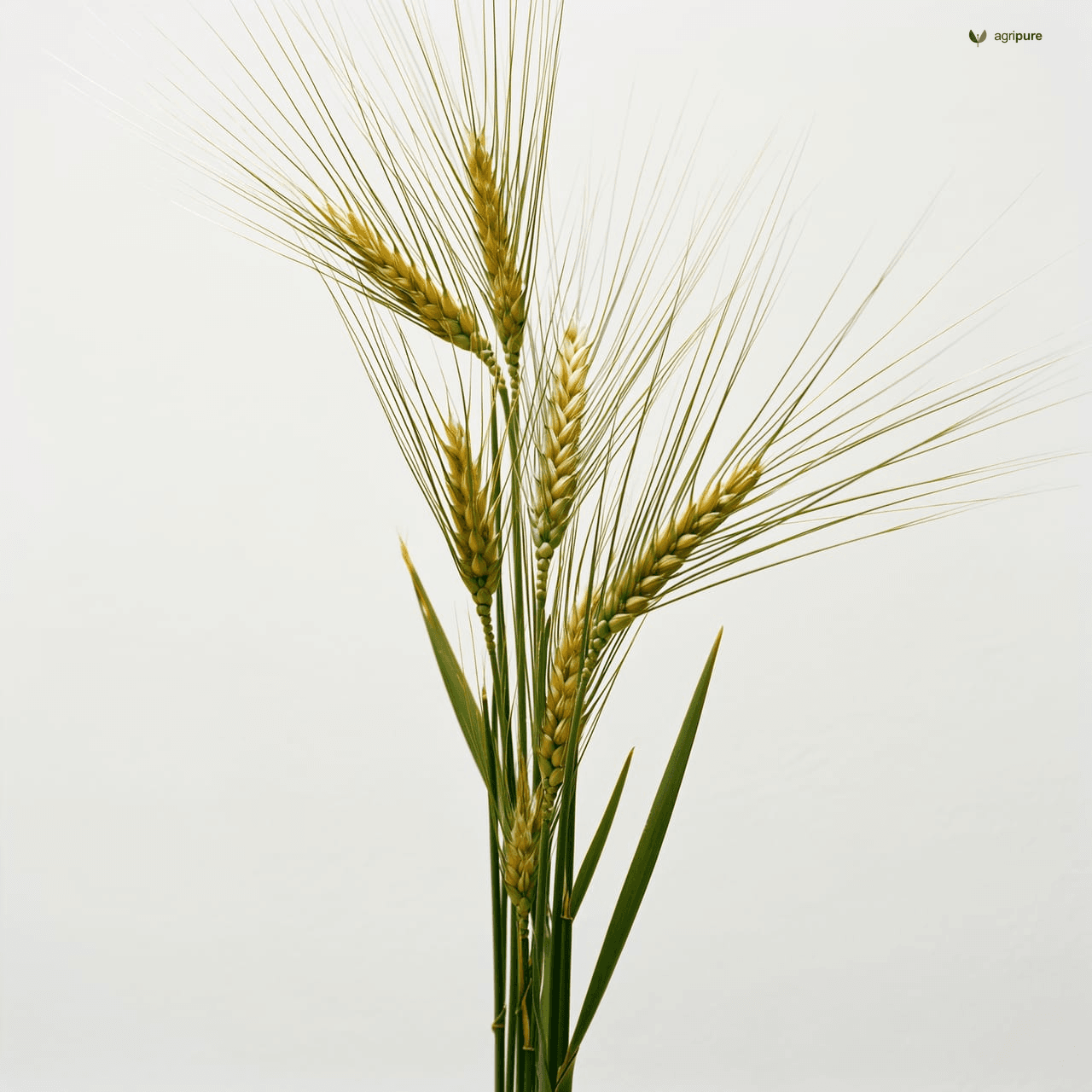 Wheat (Triticum aestivum)