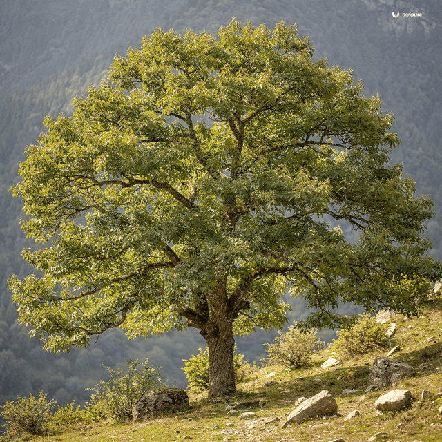 Himalayan Elm (Ulmus wallichiana)