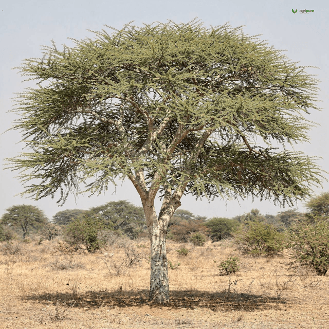 White-Bark Acacia (Vachellia leucophloea)