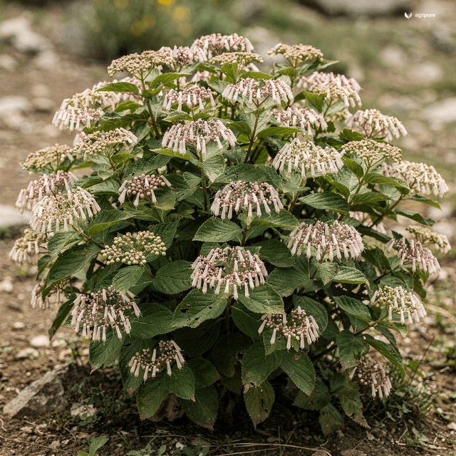 Himalayan Viburnum (Viburnum grandiflorum)