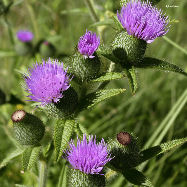 Hairy Vetch (Vicia villosa)