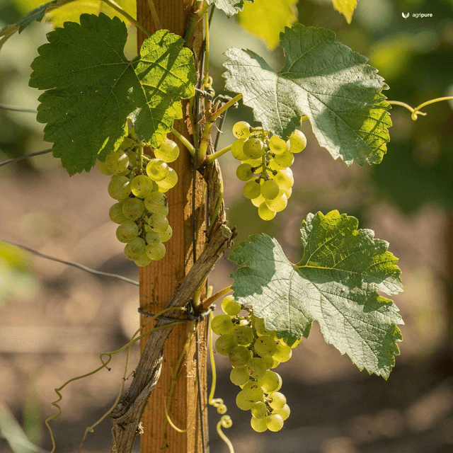 Jacquemont’s Grape (Vitis jacquemontii)