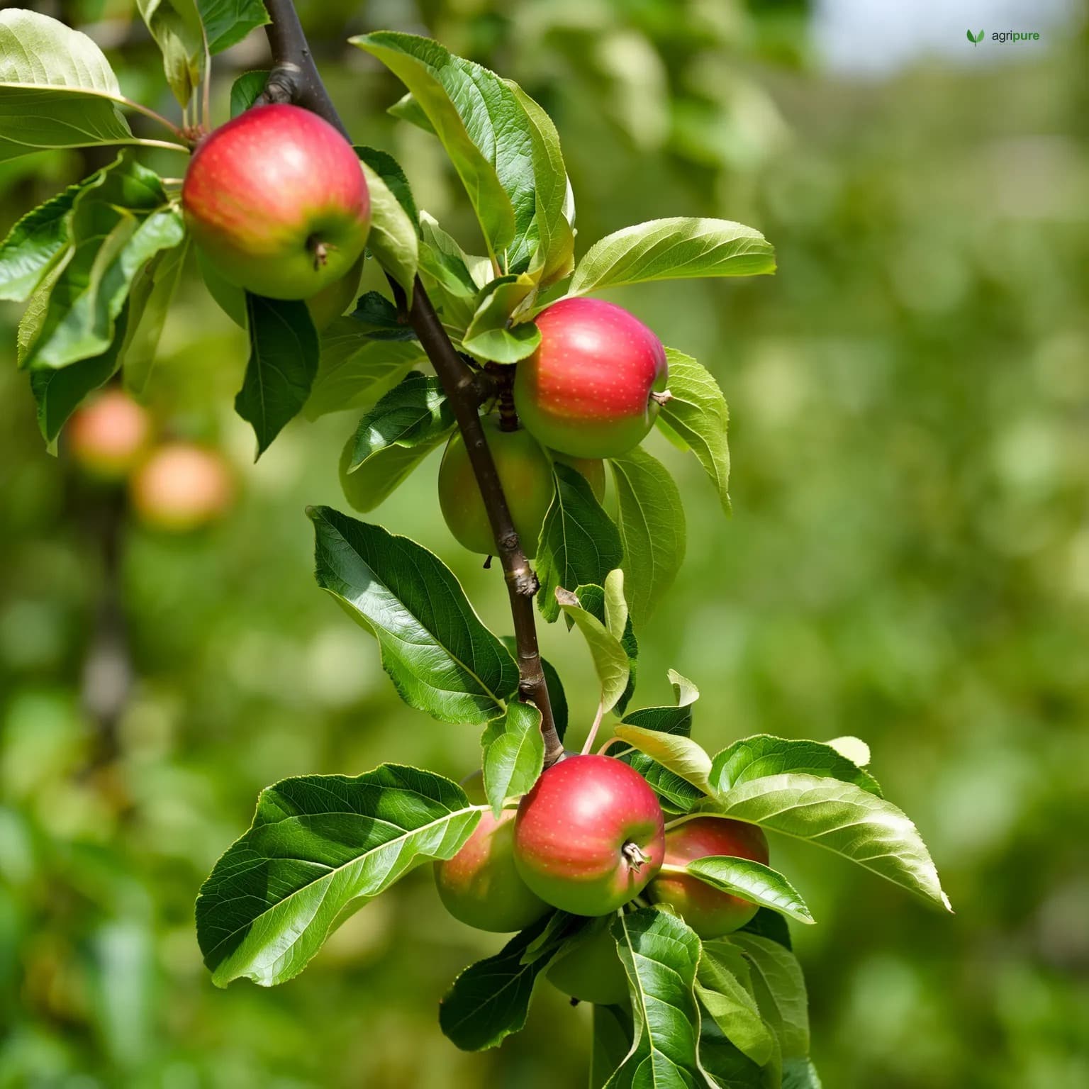 Apple — Golden Delicious (Malus domestica cv. Golden Delicious)
