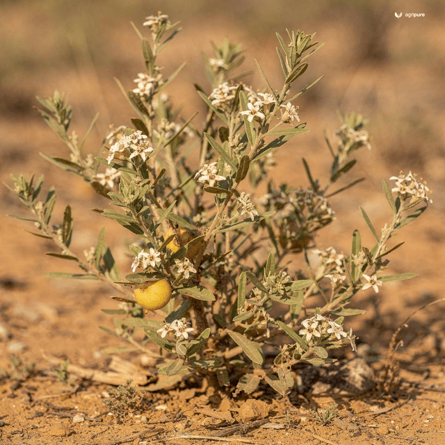 Indian Cheese Maker (Withania coagulans)