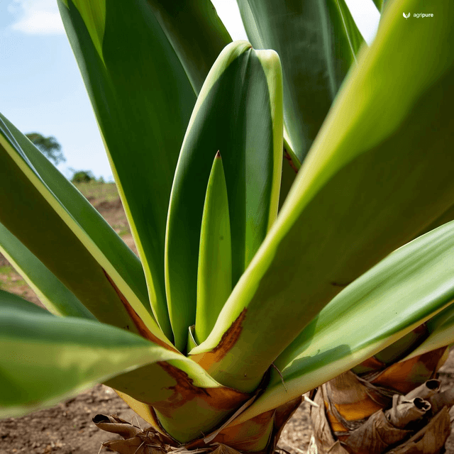 Cocoyam (Xanthosoma sagittifolium)