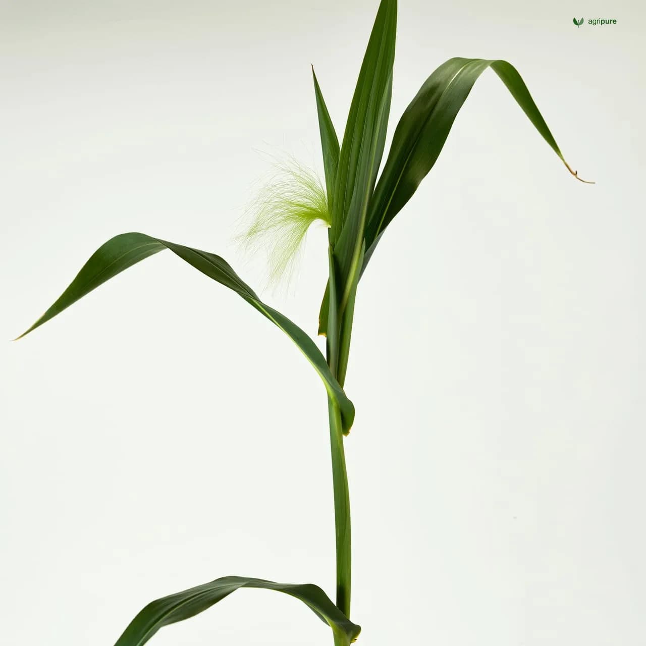 Maize (Zea mays)