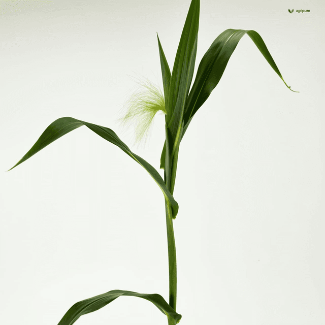 Maize (Zea mays)