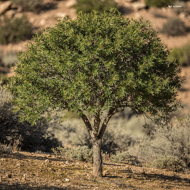 Persian Lilac Jujube (Elanai) (Ziziphus oxyphylla)