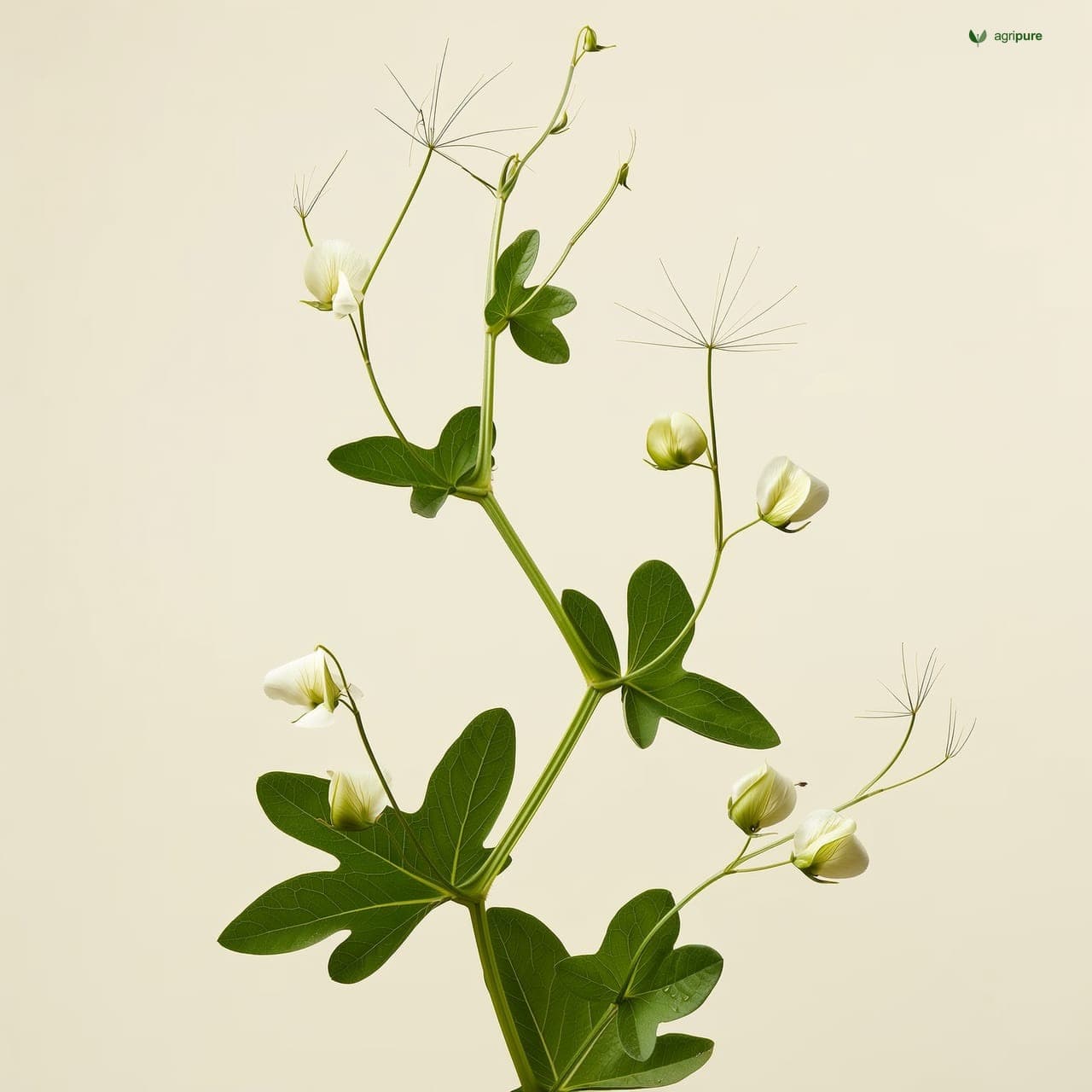 Garden Pea (Pisum sativum)
