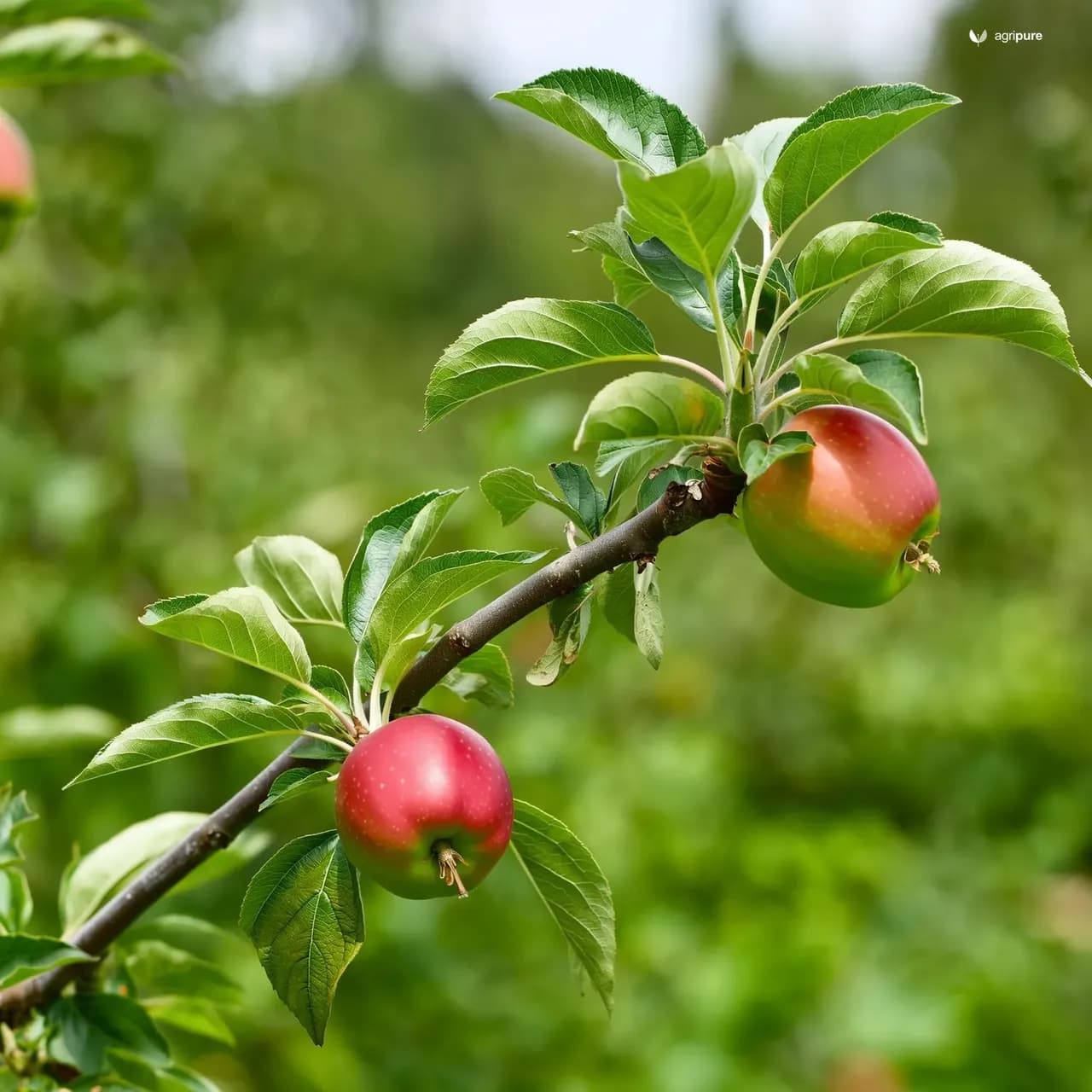 apple-granny-smith