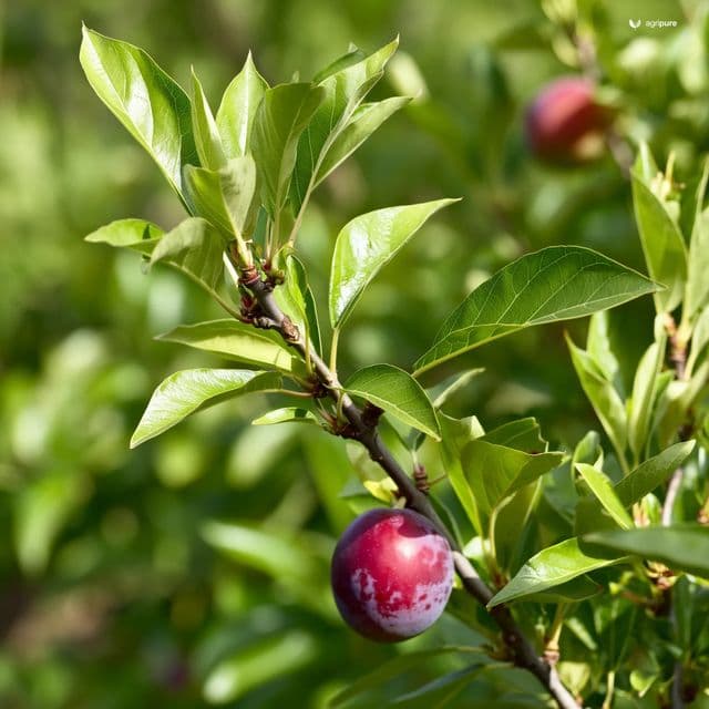 Plum — Aloo Bukhara (subcontinent) (Prunus salicina)